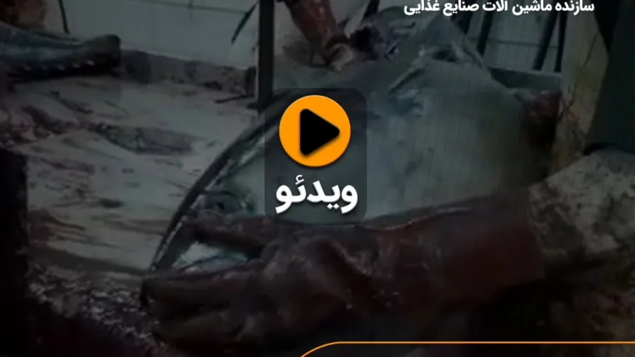 اره برش ماهی تمام استیل
